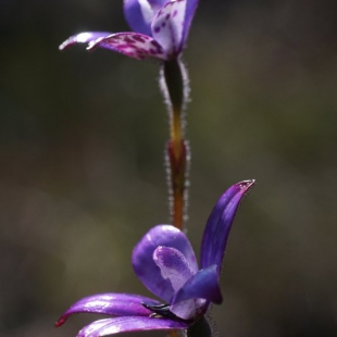 Elythranthera brunonis